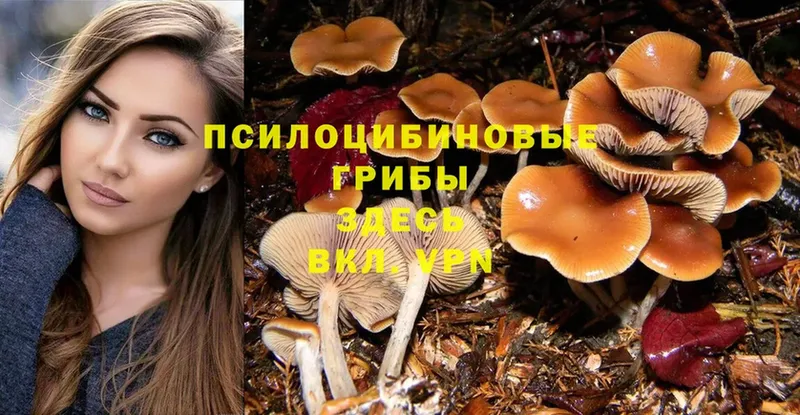 Псилоцибиновые грибы Cubensis  ссылка на мегу tor  Шацк 